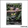 IR - Pokemon - Faille Paradoxe - Capumain 211/182