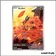 IR - Pokemon - Flamme Blanche - Gruikui 96/86