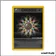 Rare - Pokemon - Team Rocket - Énergie multicolore 80/82
